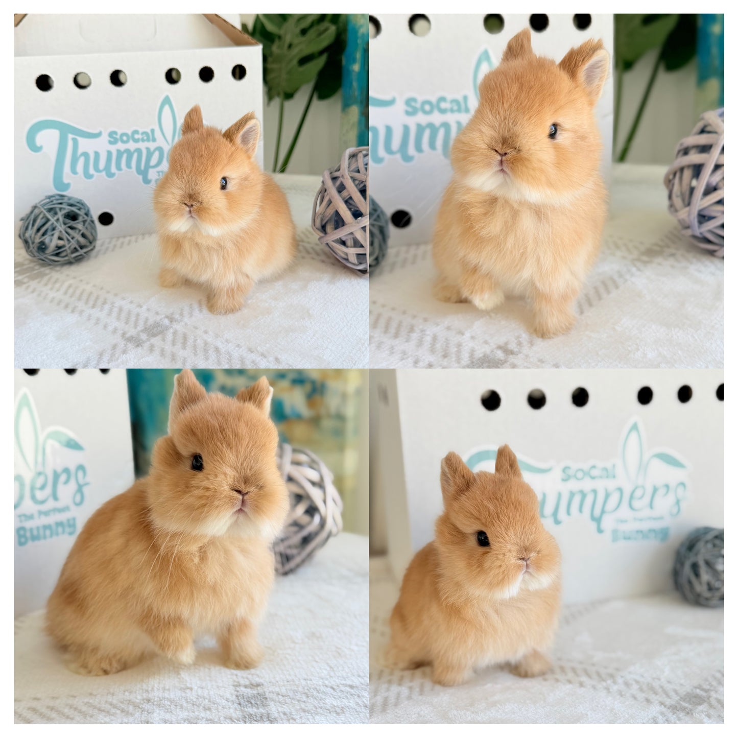 Netherland Dwarfs - (Ready To Reserve)