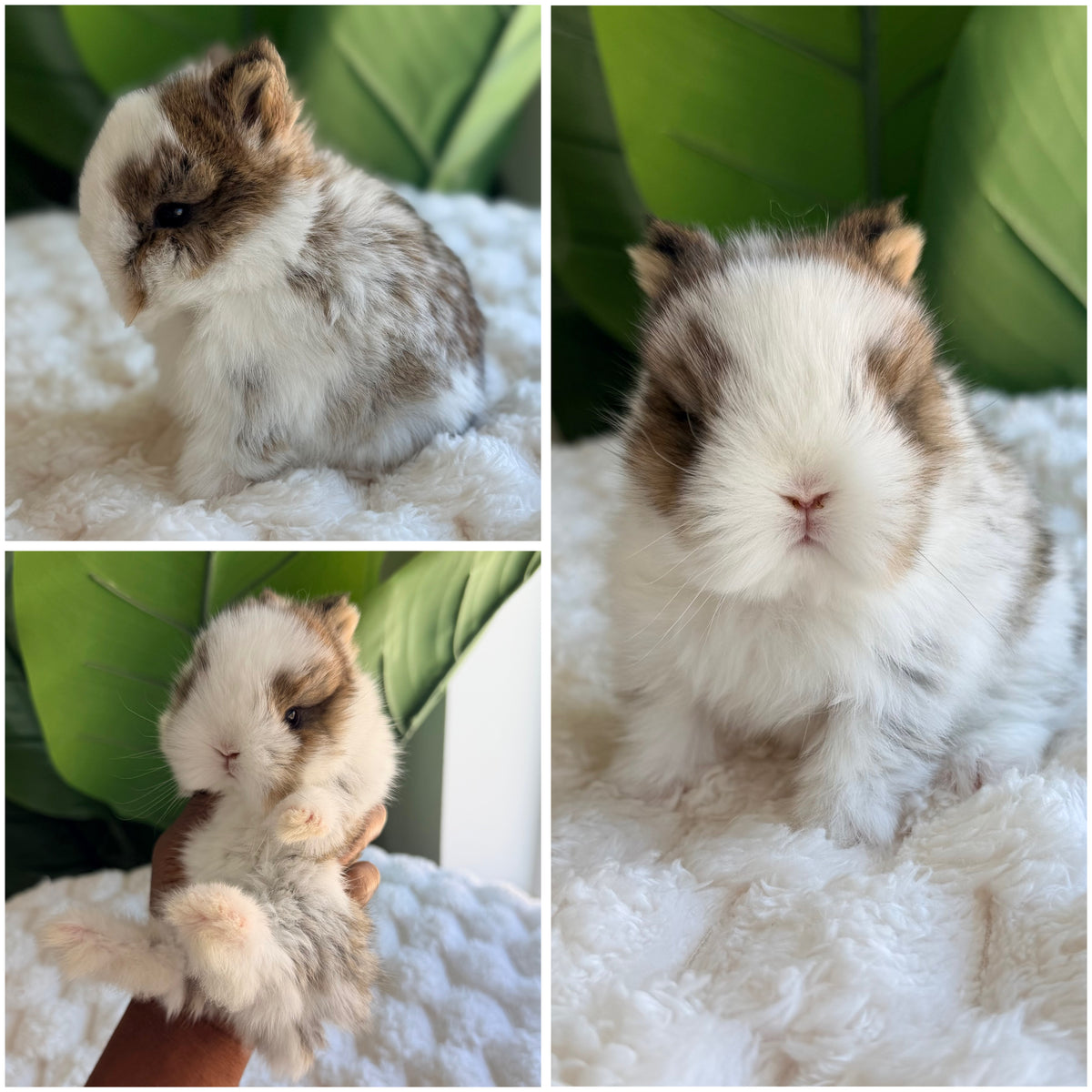 Netherland Dwarf Bunny - #2 *RESERVED*