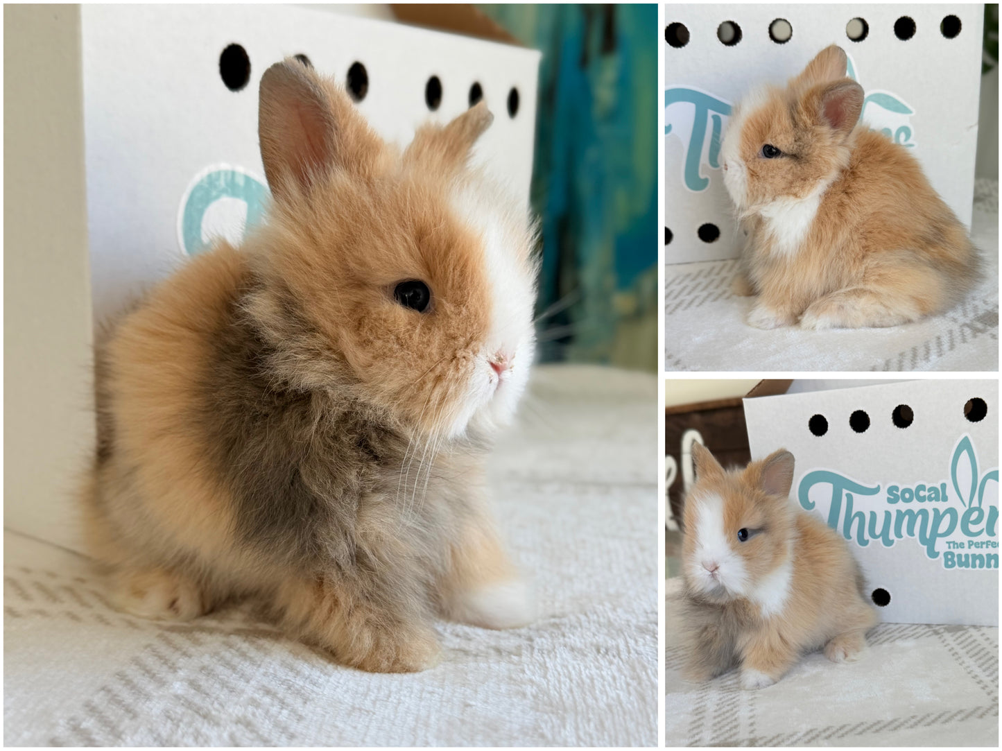 Lionhead - (Ready To Reserve)