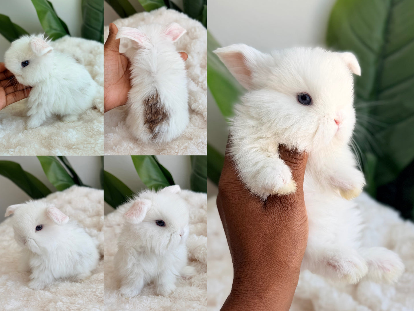 Holland Lop #6