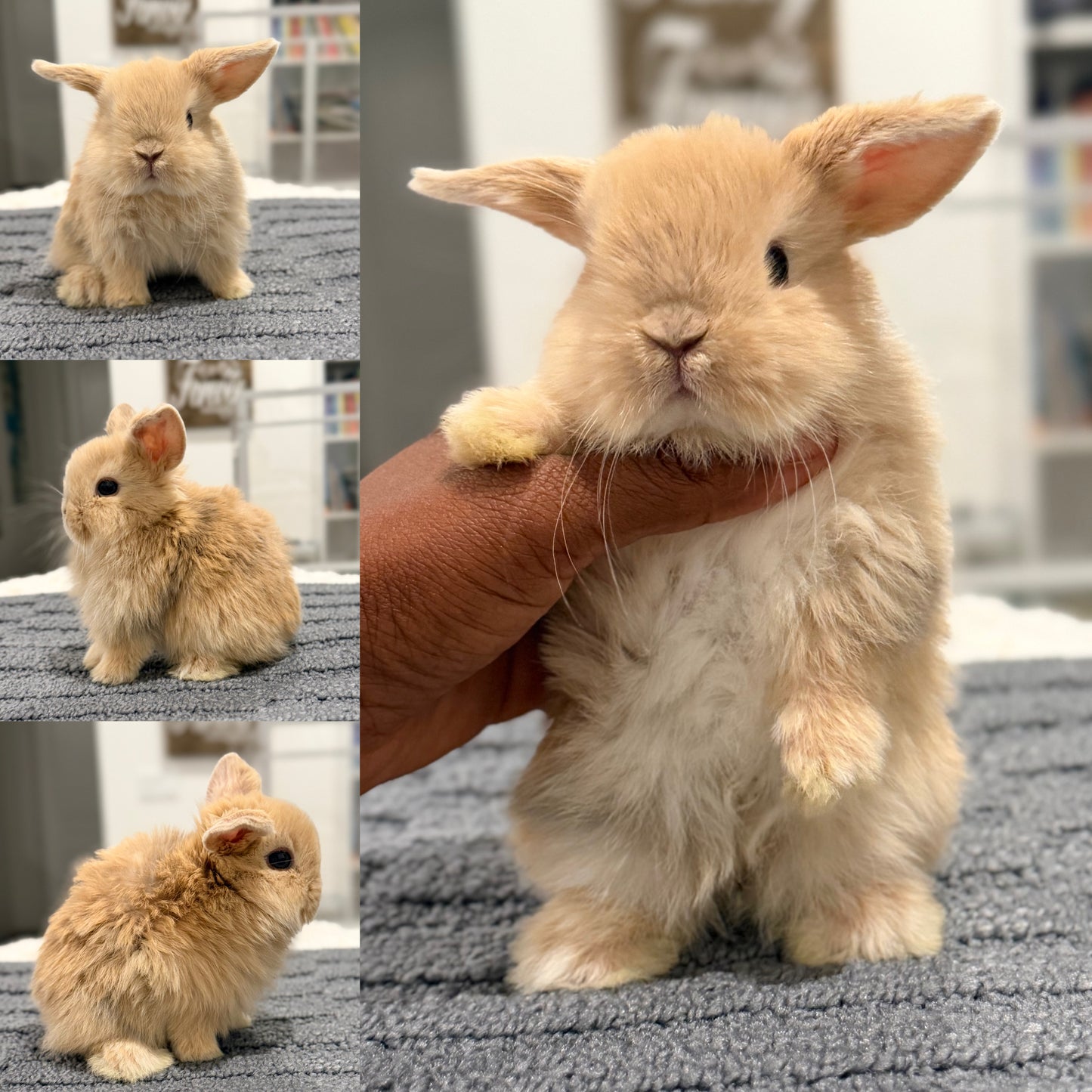 Holland Lop #8