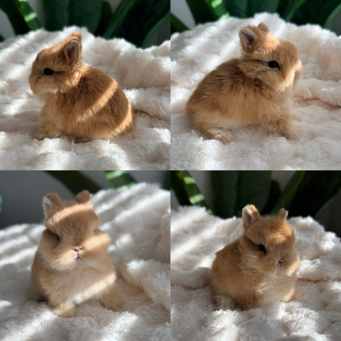 Netherland Dwarf Bunny - #2