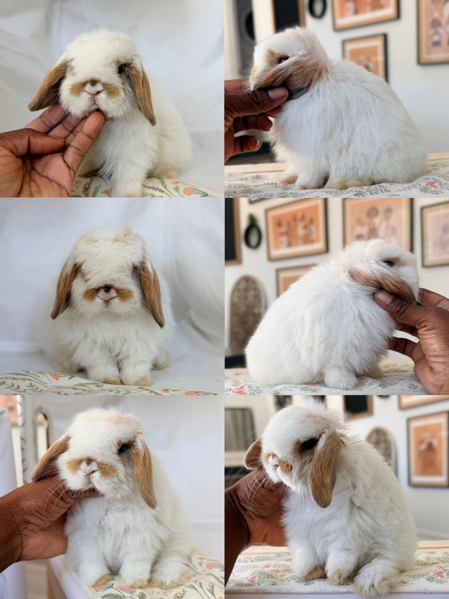 Holland Lop Bunny #4