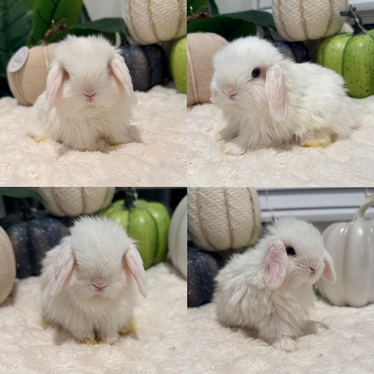 Holland Lop Bunny #10