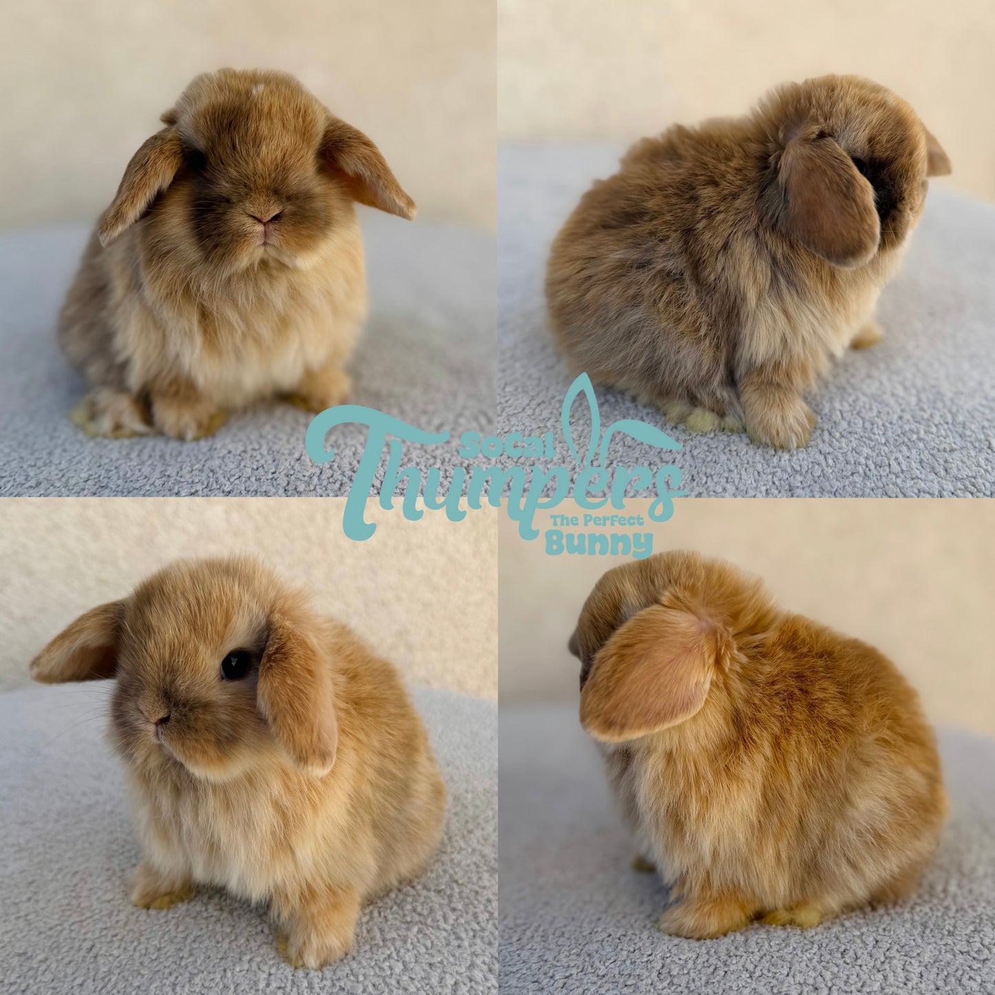 Holland Lops - (Ready To Reserve)