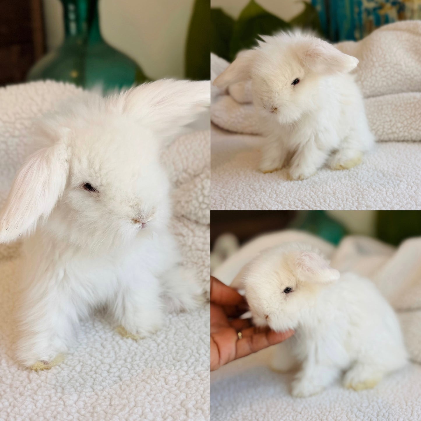 Teddywidder Bunny - #1