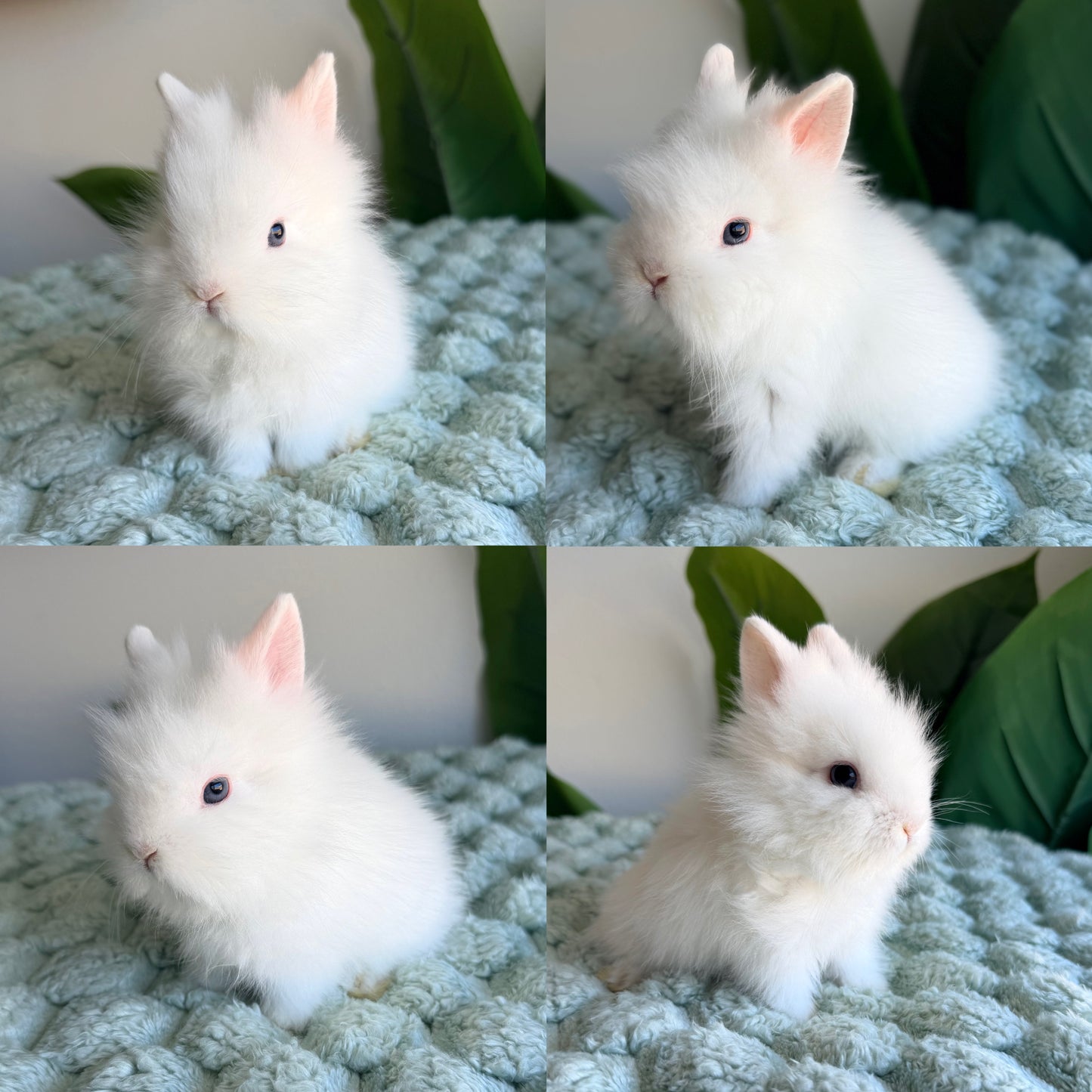 Lionhead Bunny #3