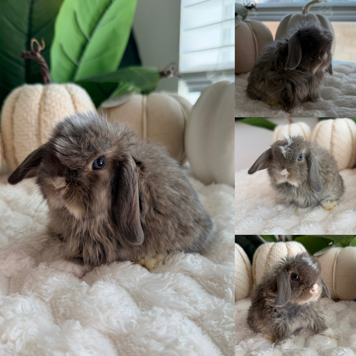 Holland Lop Bunny #4