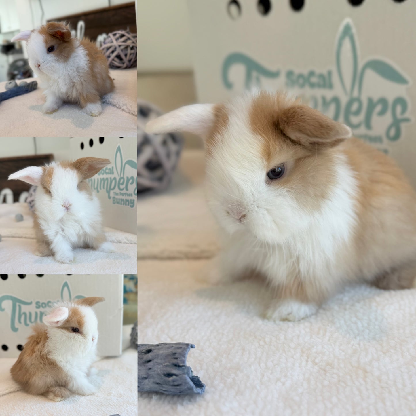 Holland Lops - (Ready To Reserve)