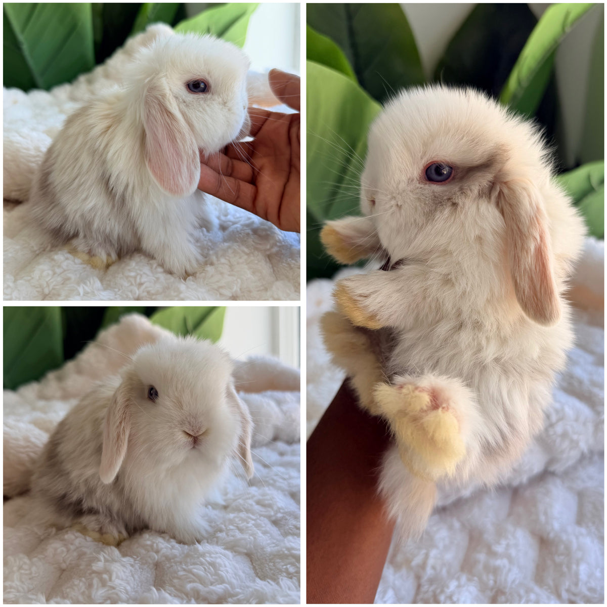 Holland Lop Bunny #3 *RESERVED*