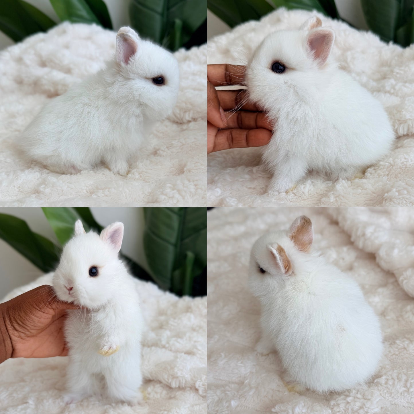 Netherland Dwarf #6