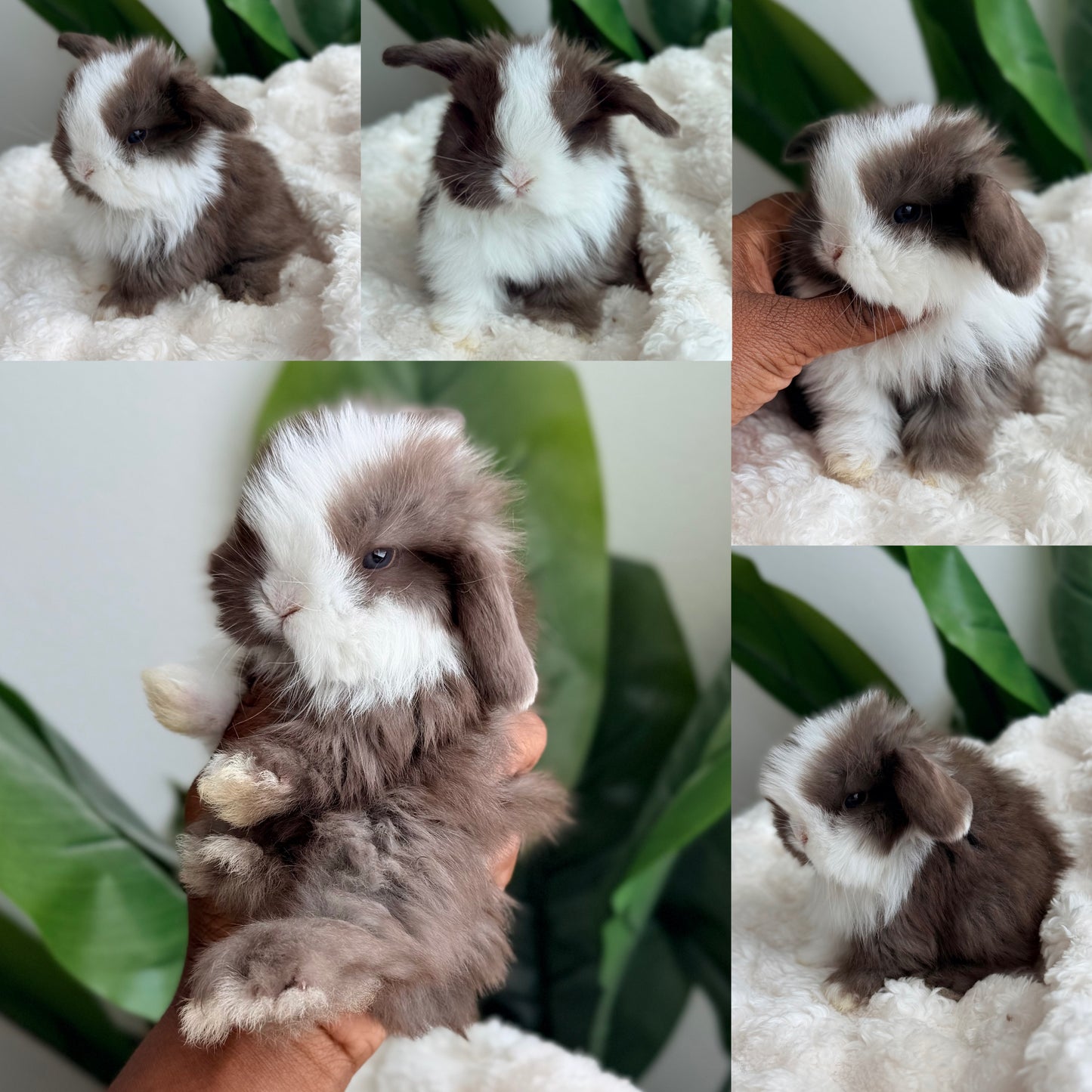 Holland Lop Bunny #4