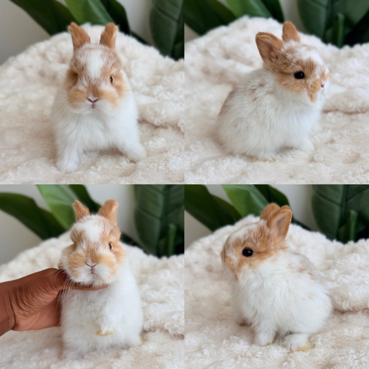 Netherland Dwarf #7