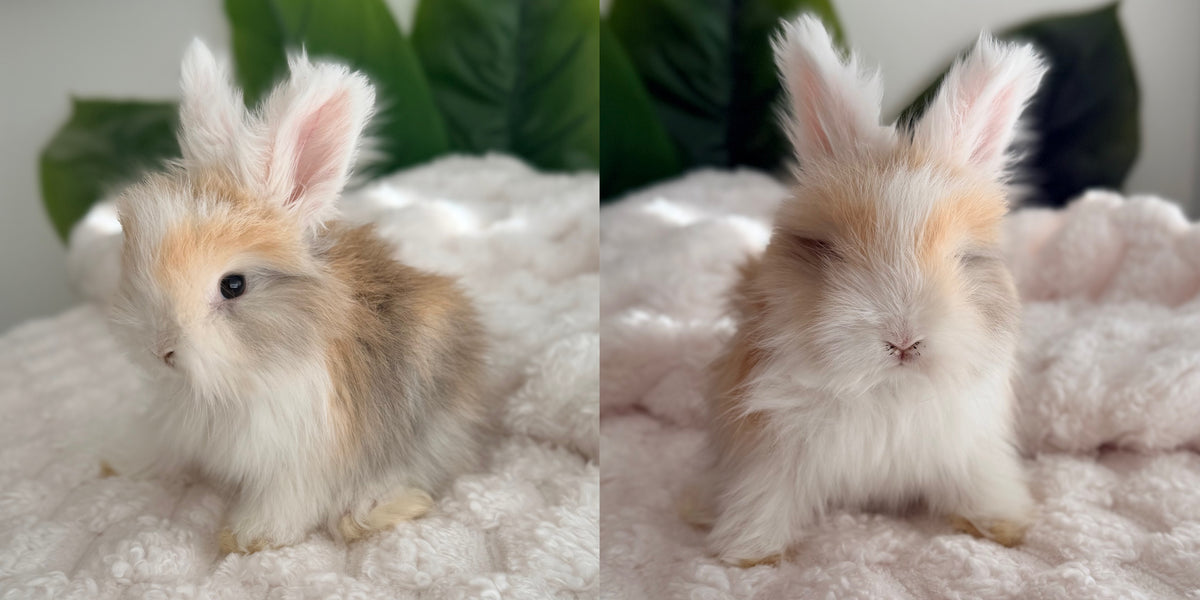 Full Face English Angora Bunny #1