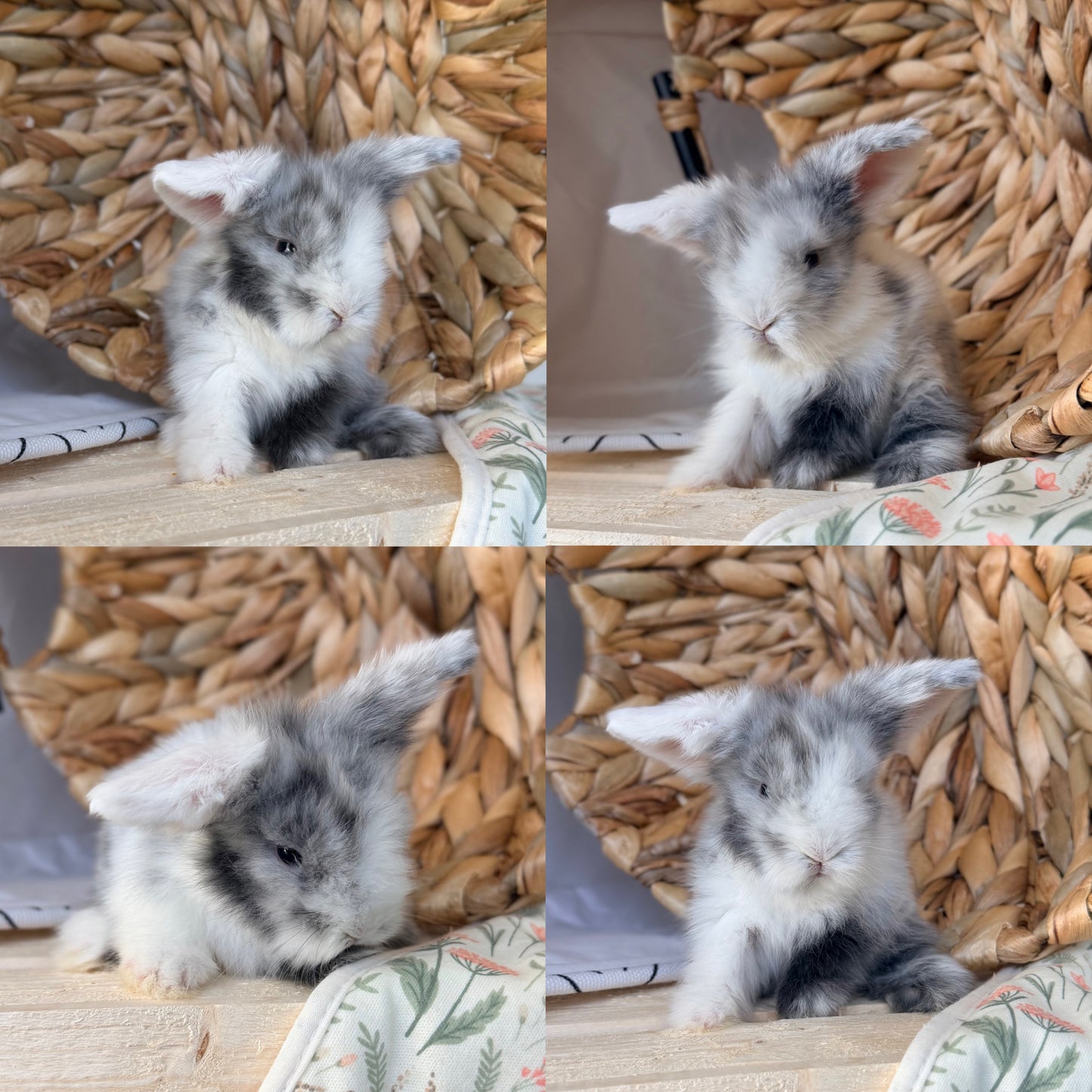 Teddywidder Bunny - #1