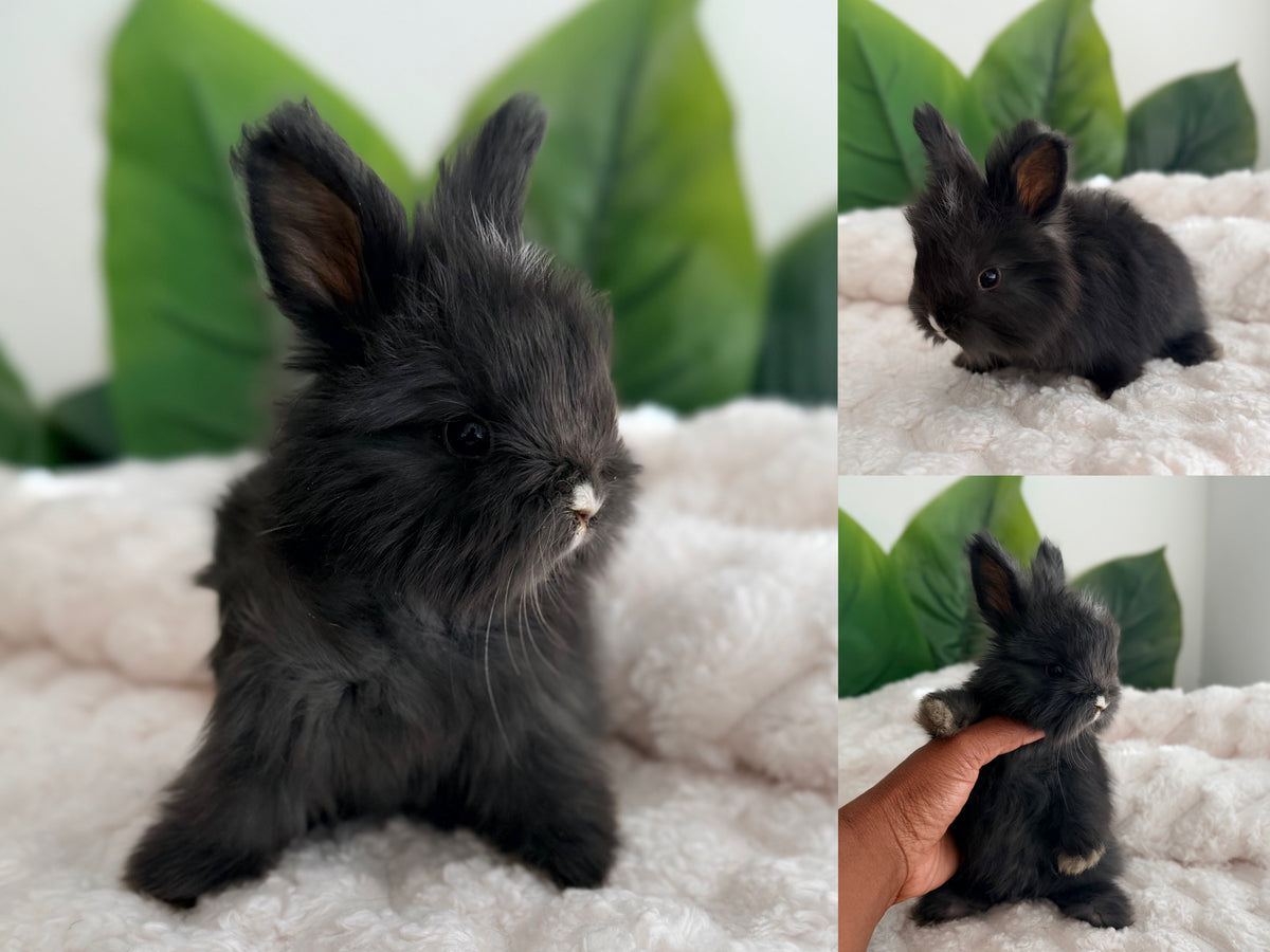 Full Face English Angora Bunny #3