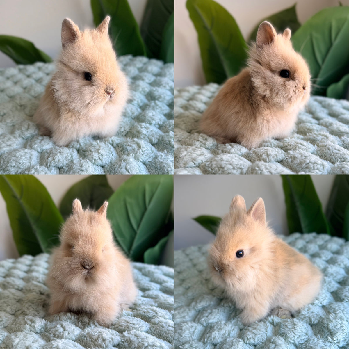 Lionhead Bunny #2