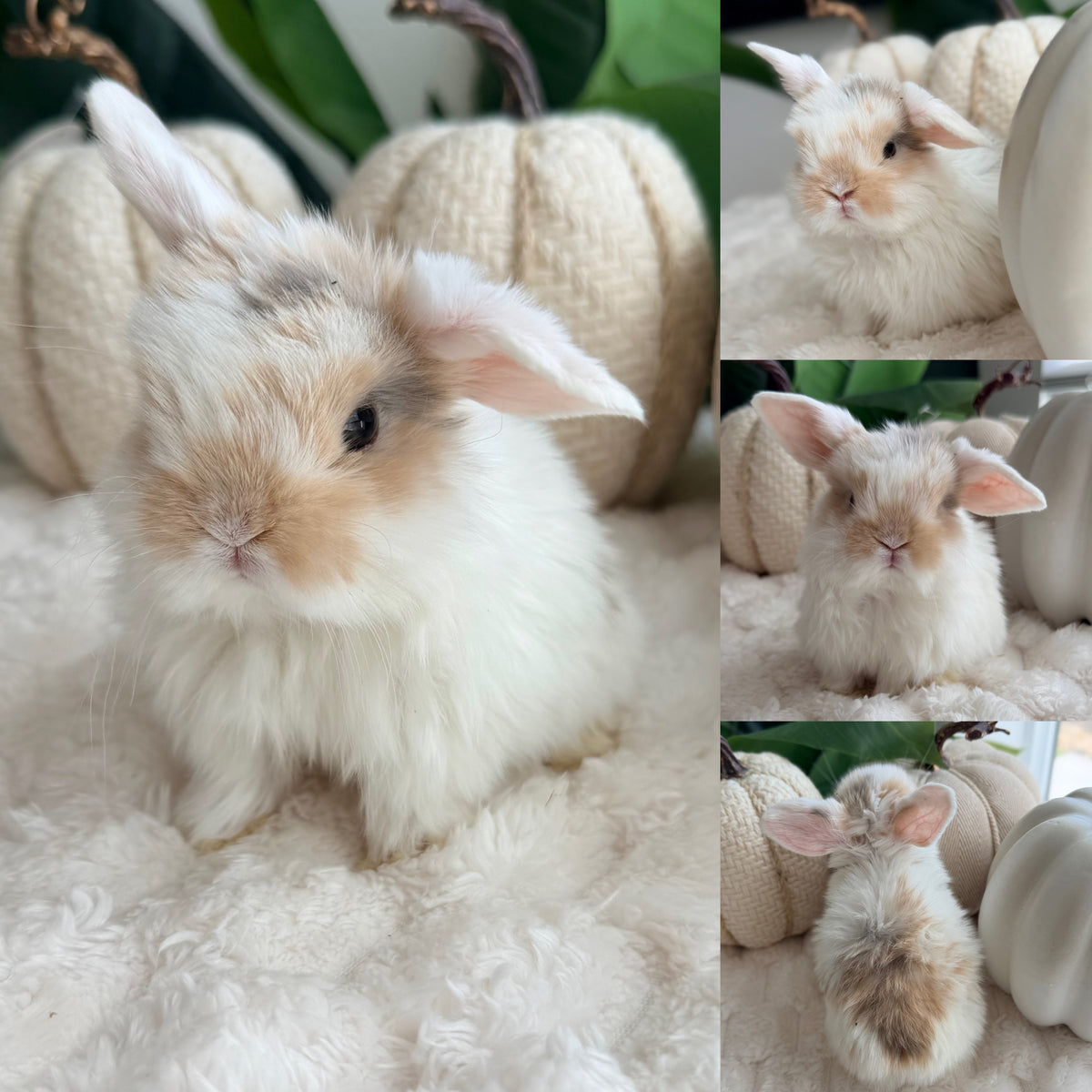 Holland Lop Bunny #6