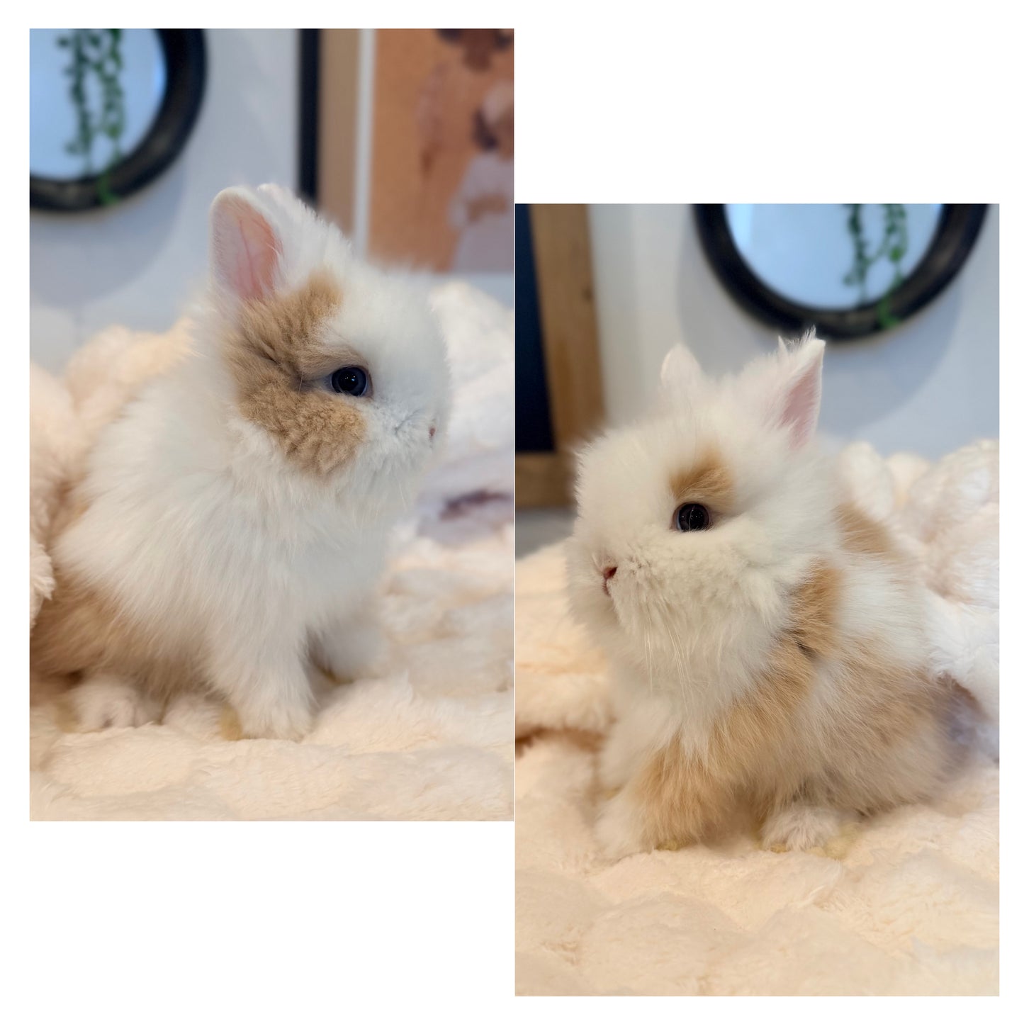 Lionhead Bunny #5