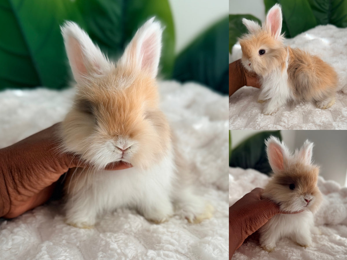 Full Face English Angora #7