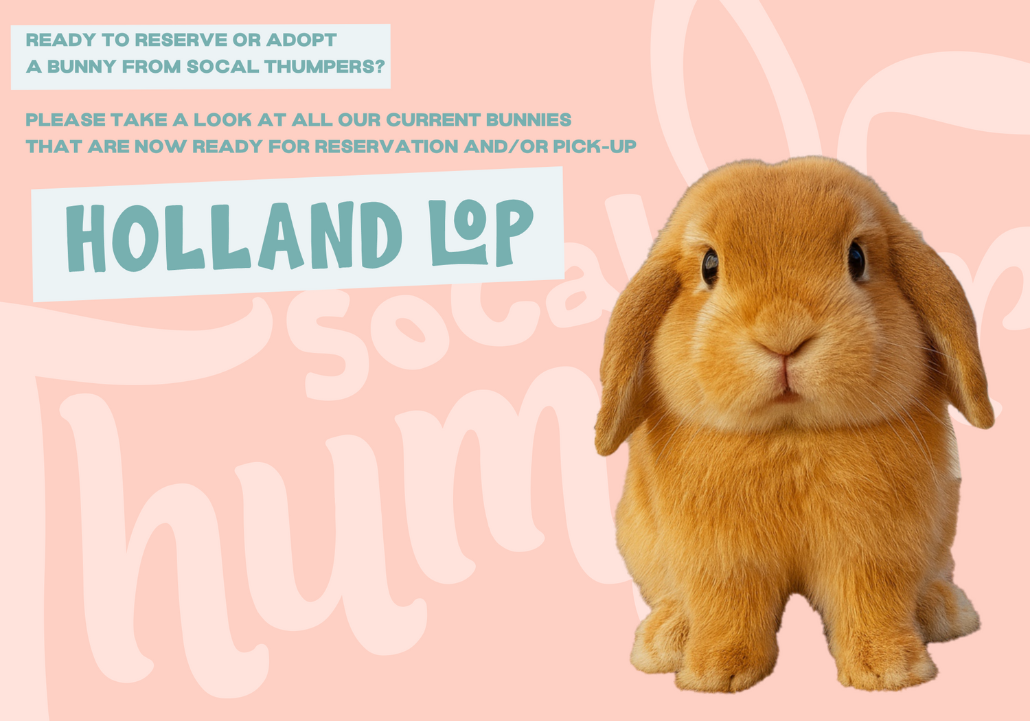 Hollandlop Bunnies