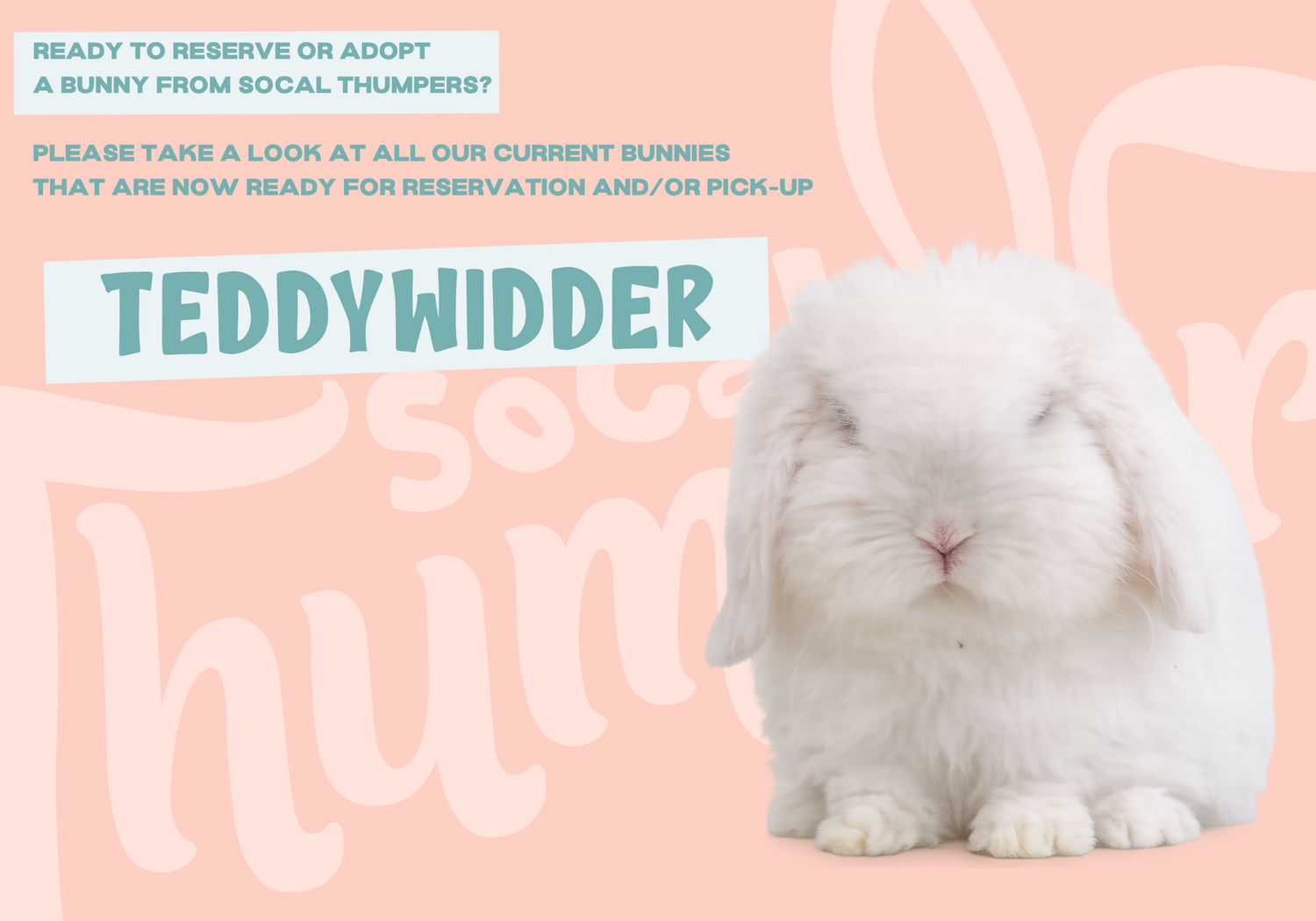 Teddywider Bunnies