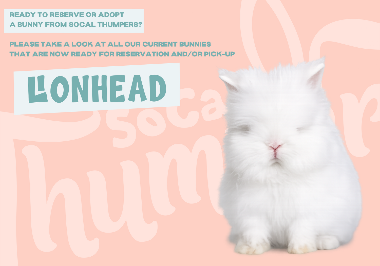 Lionhead Bunnies