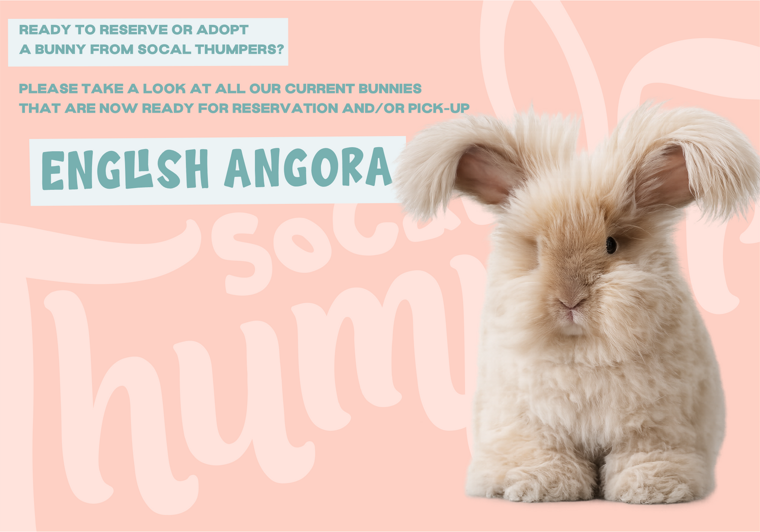 English Angora Bunnies