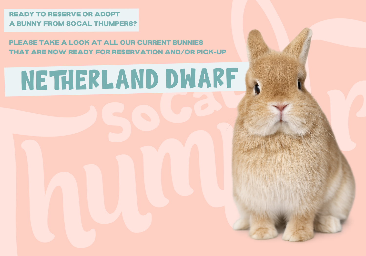 Netherland Dwarf Bunnies