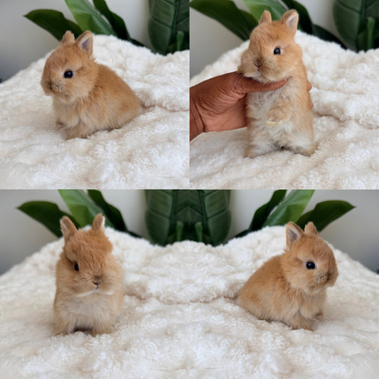 Netherland Dwarf #9