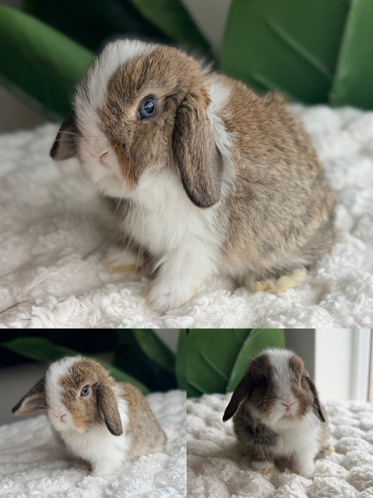 Holland Lop bunny #7