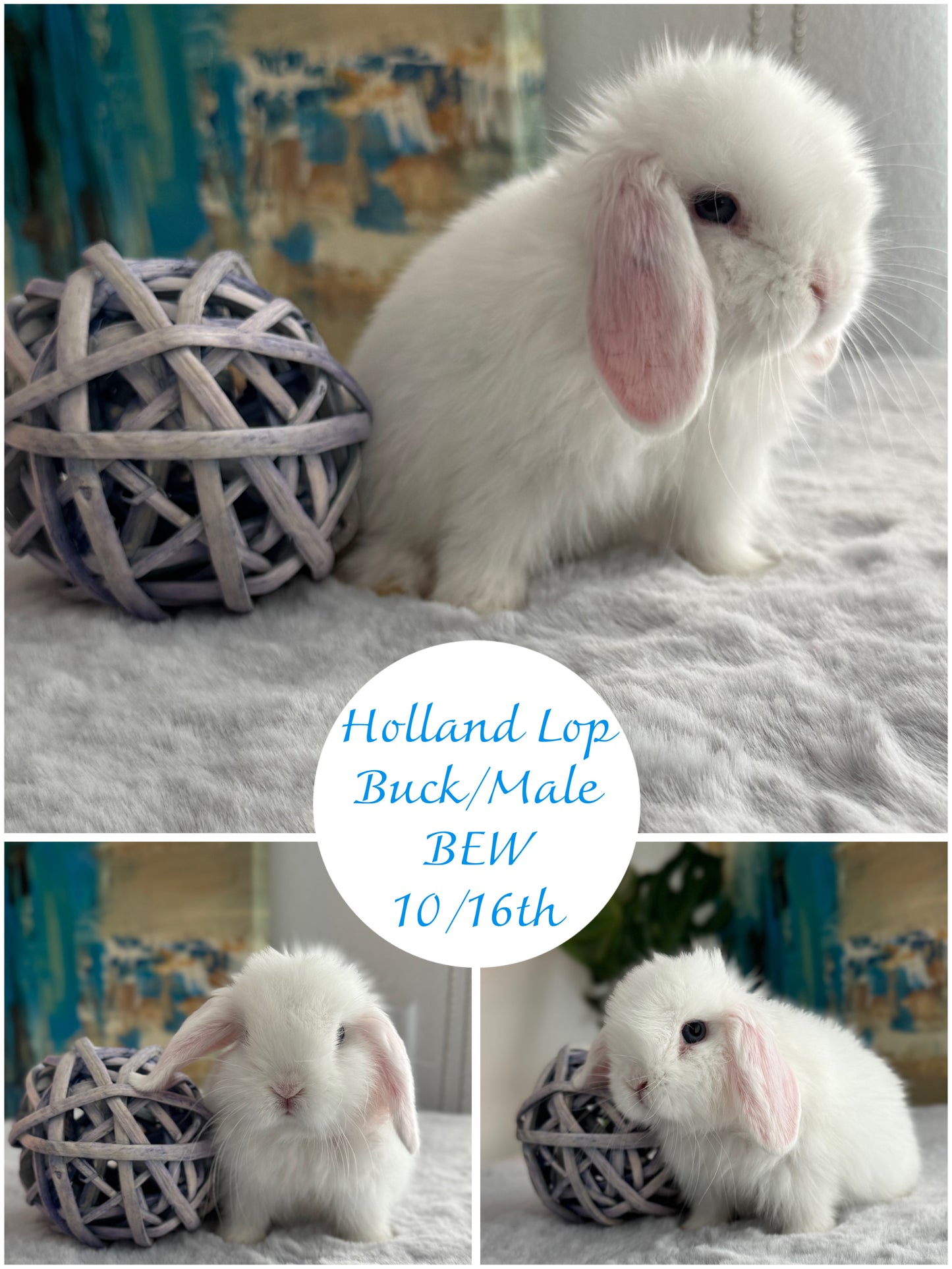 Holland Lops - (Ready To Reserve)