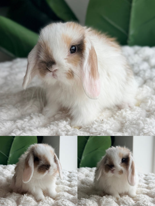 Holland Lop Bunny #5