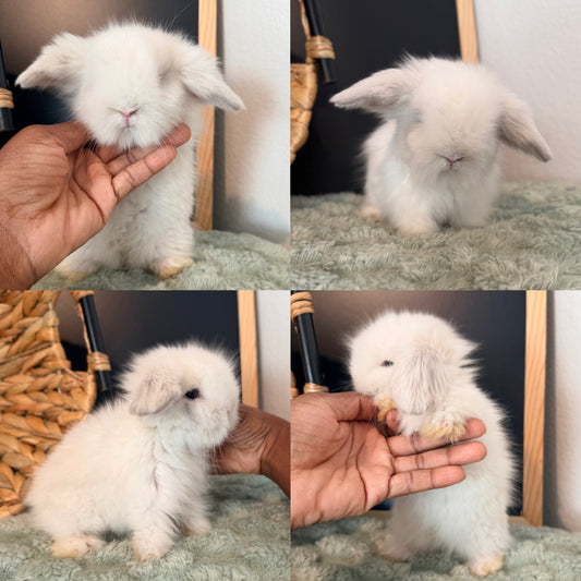 Teddywidder Bunny #2