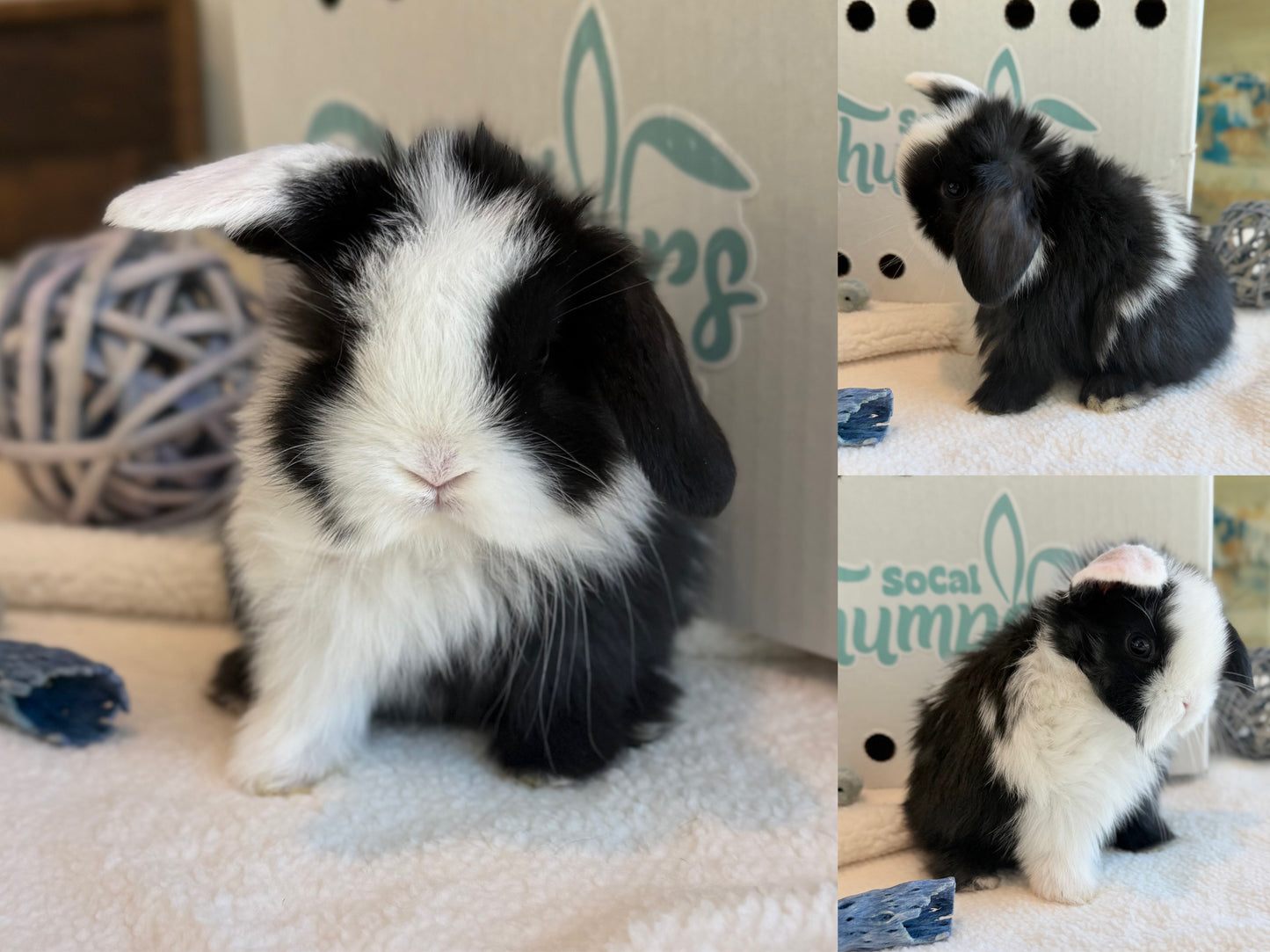 Holland Lops - (Ready To Reserve)