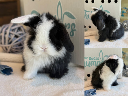Holland Lops - (Ready To Reserve)