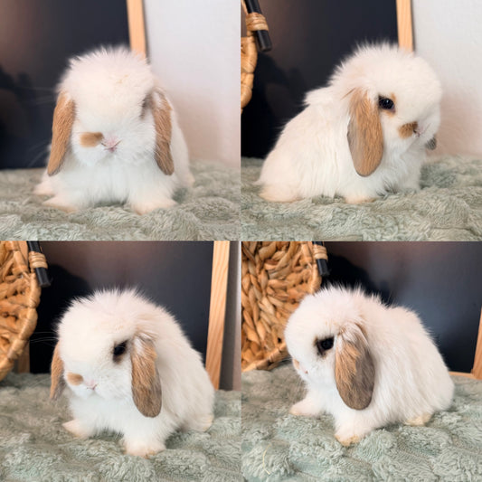Holland Lop Bunny #2