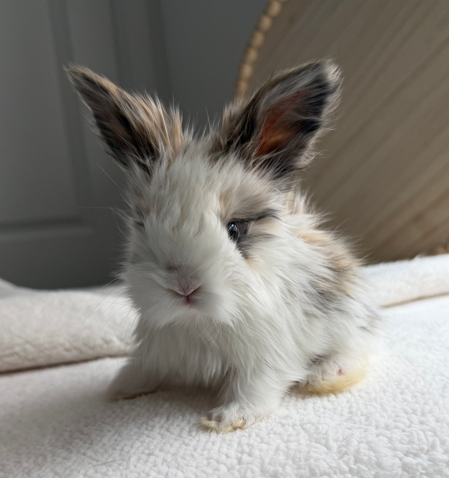 English Angoras - (Ready To Reserve)