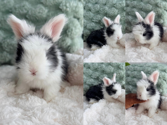 Full Face English Angora #5