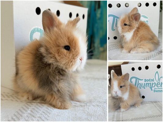 Lionhead - (Ready To Reserve)