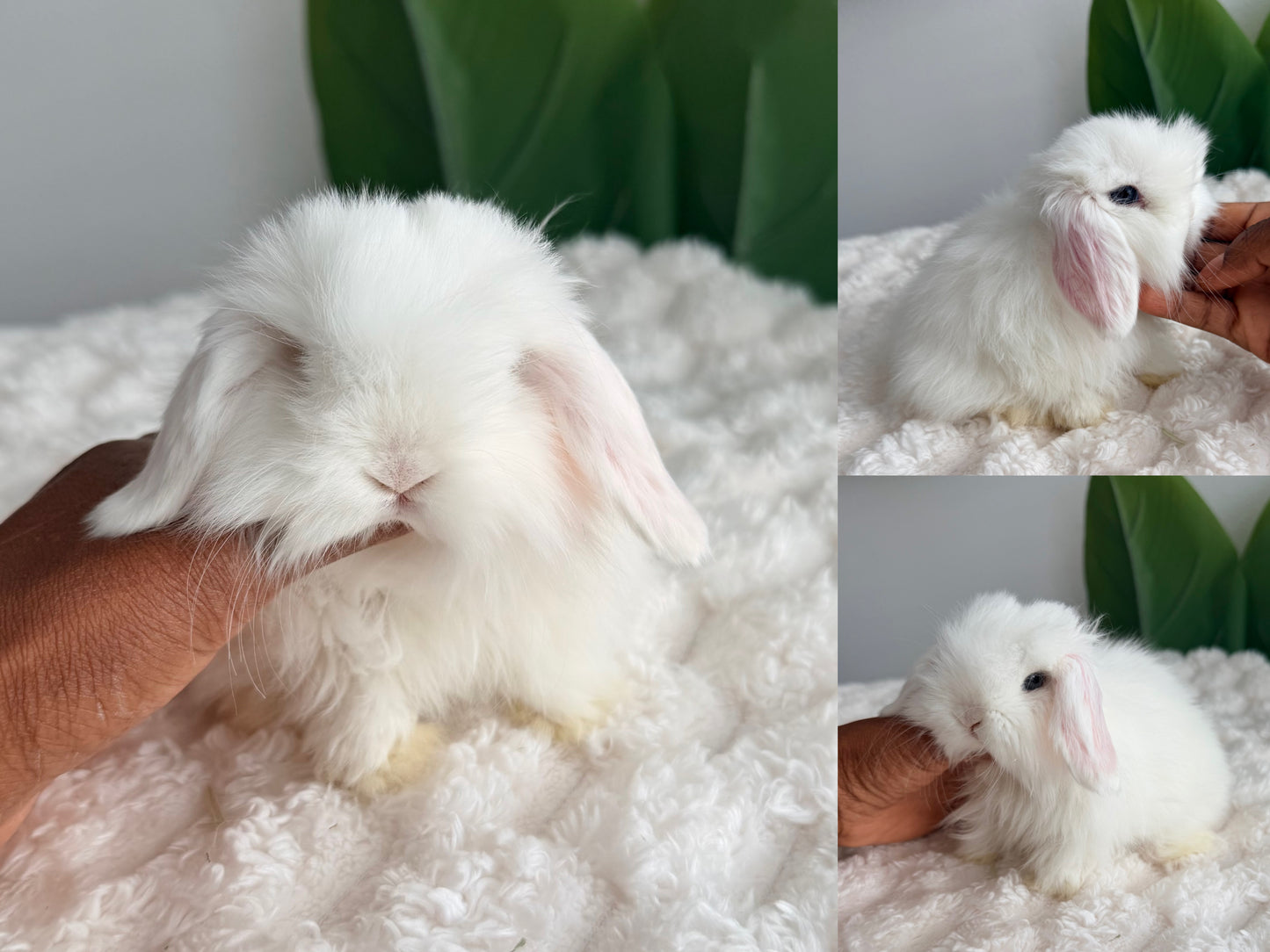 Holland Lop Bunny #10