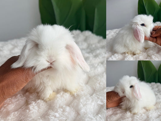 Holland Lop Bunny #10