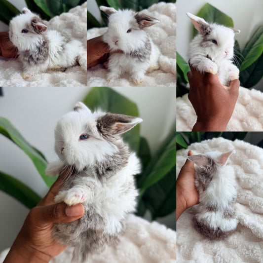Holland Lop Bunny #3