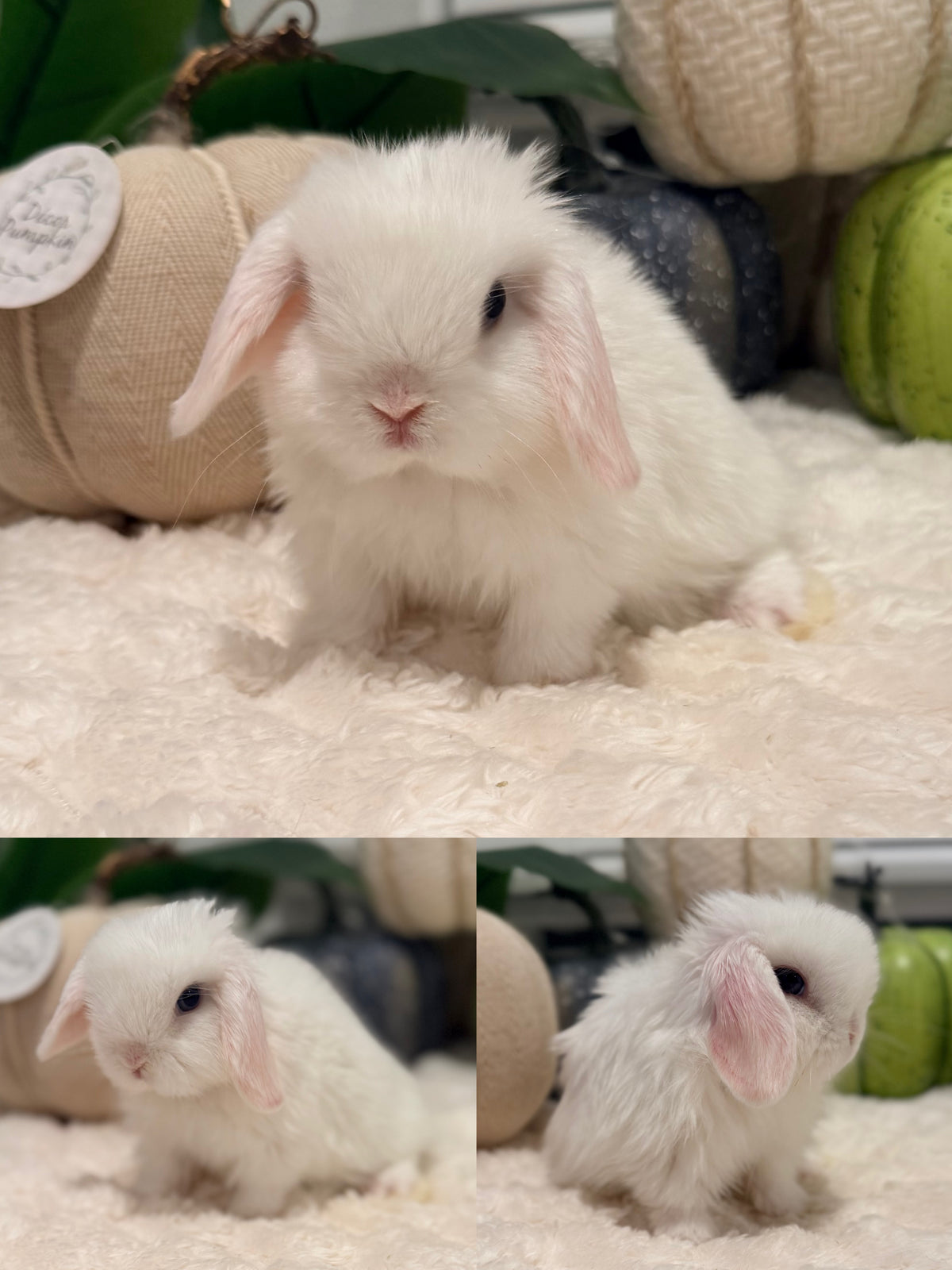 Holland Lop Bunny #11