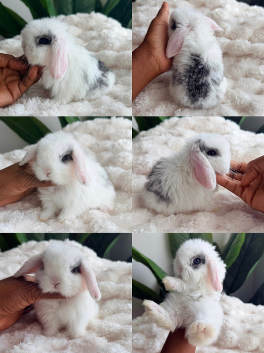 Holland Lop Bunny #1