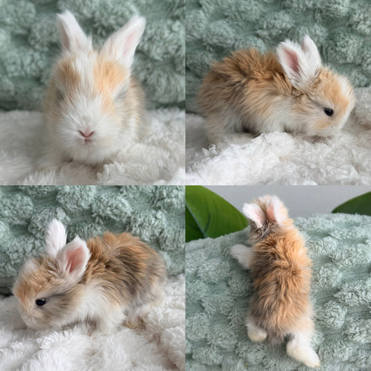 Full Face English Angora Bunny #1