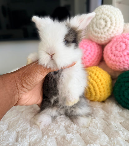 Teddywidder Bunny - #1