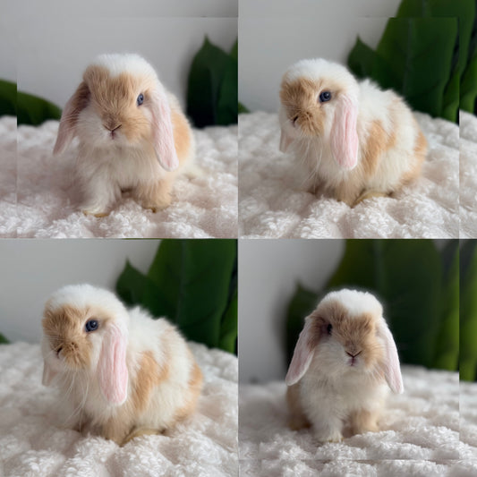 Holland Lop Bunny #9