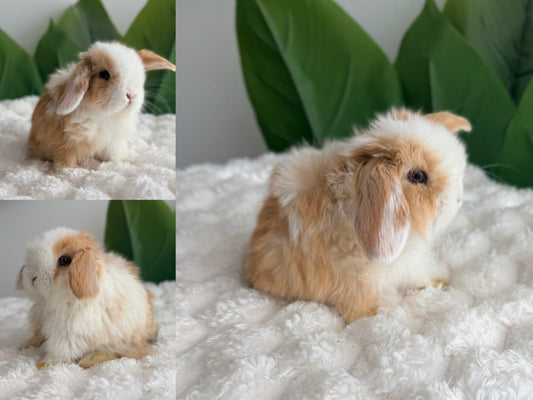 Holland Lop Bunny #9