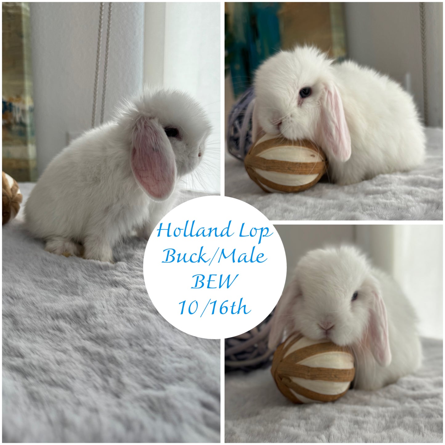 Holland Lops - (Ready To Reserve)